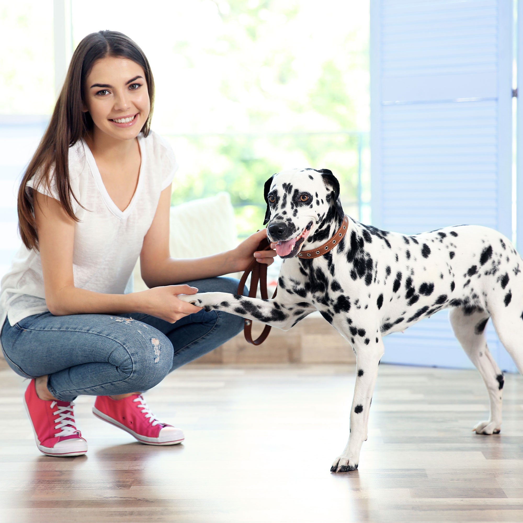 Essentials for New Dog Owners Part 1