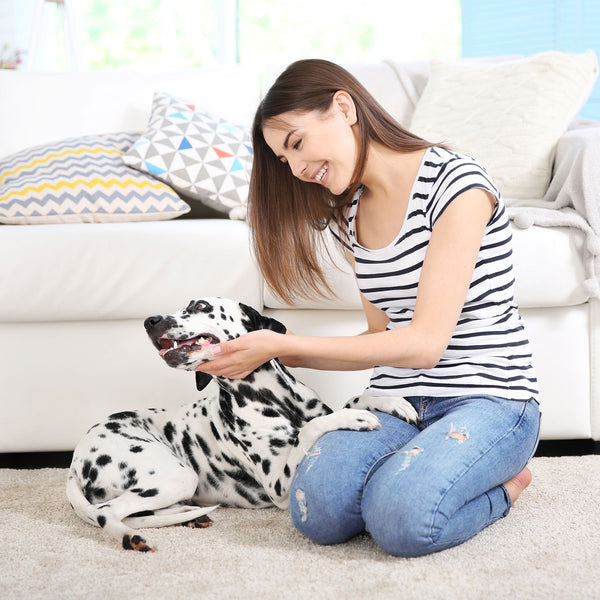 Essentials for New Dog Owners Part 2