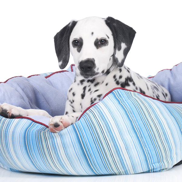 Dog Bed Buying Guide