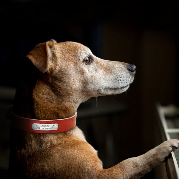 Customized Personalized Dog Collar